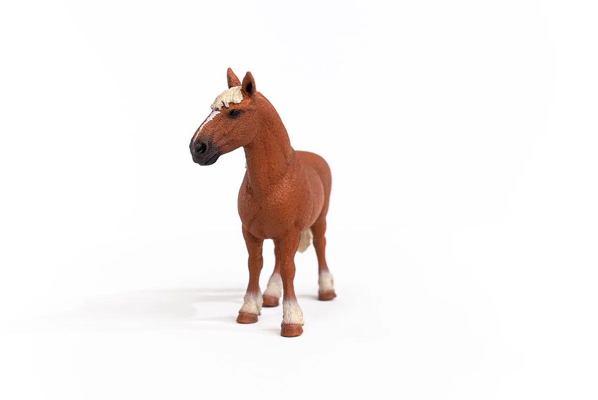 Belgian Draft Horse